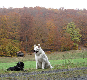 honden in het veld in Frankenau